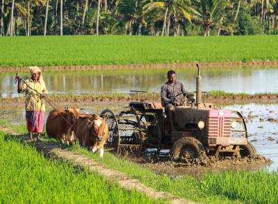 Kỹ thuật bón phân hữu cơ cho cây sầu riêng giai đoạn kiến thiết